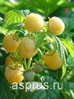 6. Как выращивают малину в голландии