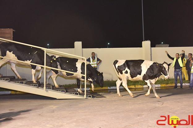 &ldquo;التفرقيش&rdquo; في استيراد أبقار الحليب