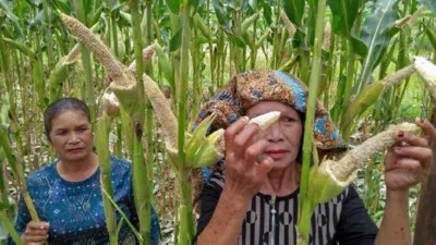 Selanjutnya berdasar laporan opt tersebut pada . Hama Tikus Mengganas Petani Jagung Di Dairi Gagal Panen