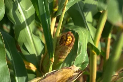 Ya pak bos, perawatan jagung memang . Ciri Ciri Tanaman Jagung Kekurangan Nutrisi
