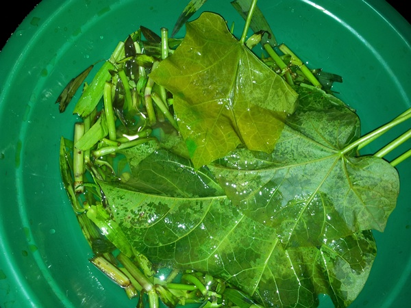 Dikutip dari laman eka hospital (2018), dispepsia adalah sekumpulan gejala . Foto Artikel Daun Jarak Untuk Obat Panas Anak Kompasiana Com