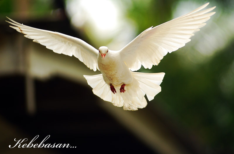 Merpati - Kompasiana.com 525_X_800_jpg