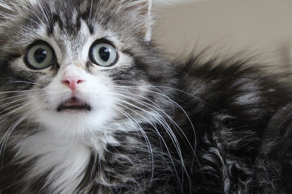 Try hot water bottle covered in towels next to you on sofa, stroke him now and then, and gradually move him bit further away til he gets more . Woman Saved Kitten Found in Middle of Road - Little Did