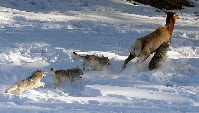 Shop for vinyl, cds and more from three blind wolves at the discogs marketplace. Wolves and Elk in Yellowstone