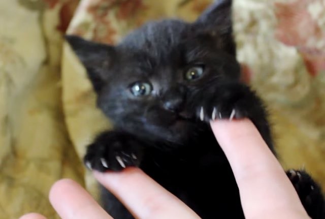 Newborn kittens are born deaf and blind. Kitten May Be Tiny But She Has Big Bear Claws! - Love Meow
