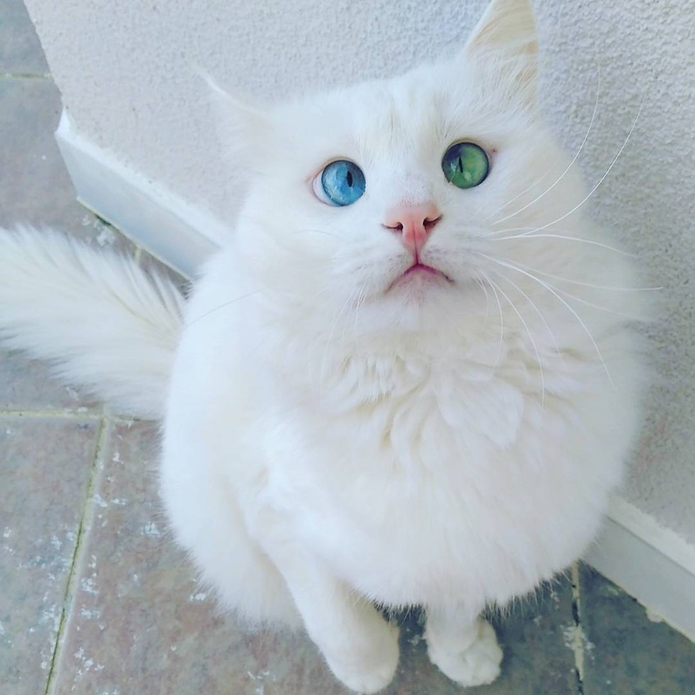 Designer read full profile the eyes are useless when the mind is blind. This Slightly Cross-eyed Kitty Will Mesmerize You With His