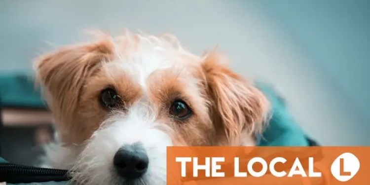 What are the rules for flying with pets to and from Switzerland? What are the rules for flying with pets to and from Switzerland?