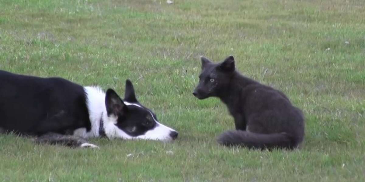 Now, when we have an idea which signs are compatible and which are not, it's easy to find the right kind of friends or a life partner. Real-Life Fox And Hound Have An (Adorable) Playdate - The Dodo