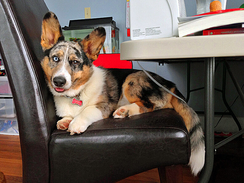 And it's really hard to do any training with a dog that's not motivated by. 26 Striking Photos Of Dogs And Cats With Different Colored Eyes The Dodo