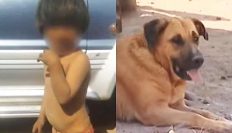 Cute baby animals and thier moms in video compilation. Dog Found Breastfeeding A Starving Abandoned Child The Dodo