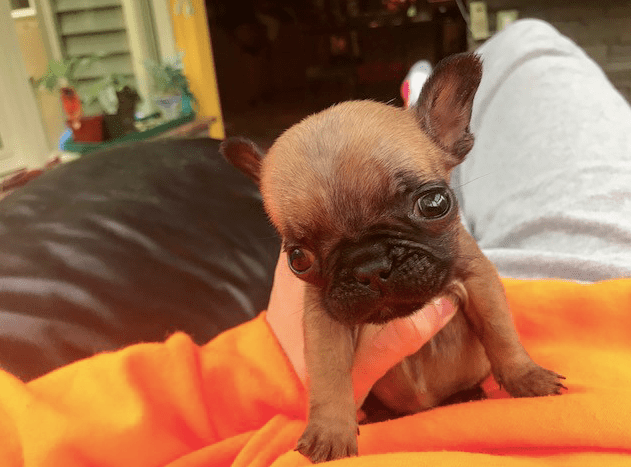 In february, lady gaga's pups were stolen by armed thieves who shot and injured her dog. French Bulldog Puppy Was Dumped By Breeder For Being Too Small The Dodo
