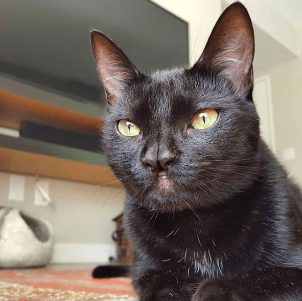 Millie came to the national cat adoption centre when her previous owners moved home and could not take her with them. Rescue Cat Looks Like He Has Two Noses - The Dodo
