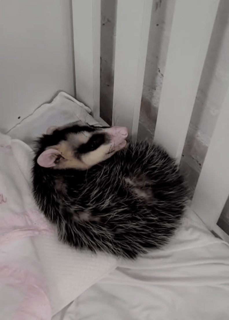Daycare Staff Discover an Unexpected Sleeper in One of the Cradles