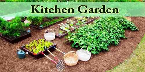 For instance, it has different flowers such as roses, sunflowers, lilies, daisies. Kitchen Garden Assignment Point