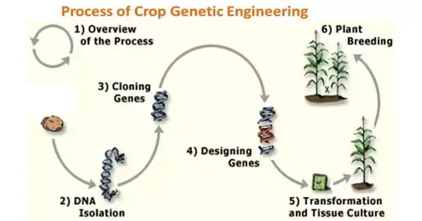 This topic includes articles on genetic dissection of important traits related to yield, biotic and abiotic stress resistance, development of . Enhanced Crops Without Genetic Manipulation With Nanocarrier Spray Assignment Point
