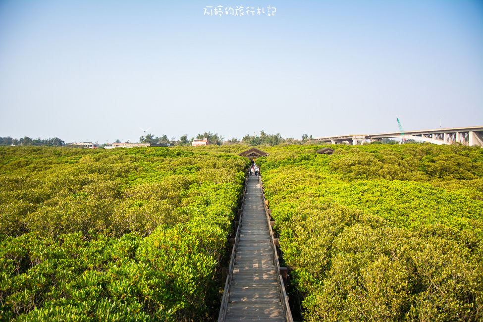 ｜新竹‧新豐｜紅毛港紅樹林生態保護區，還可以體驗釣招潮蟹