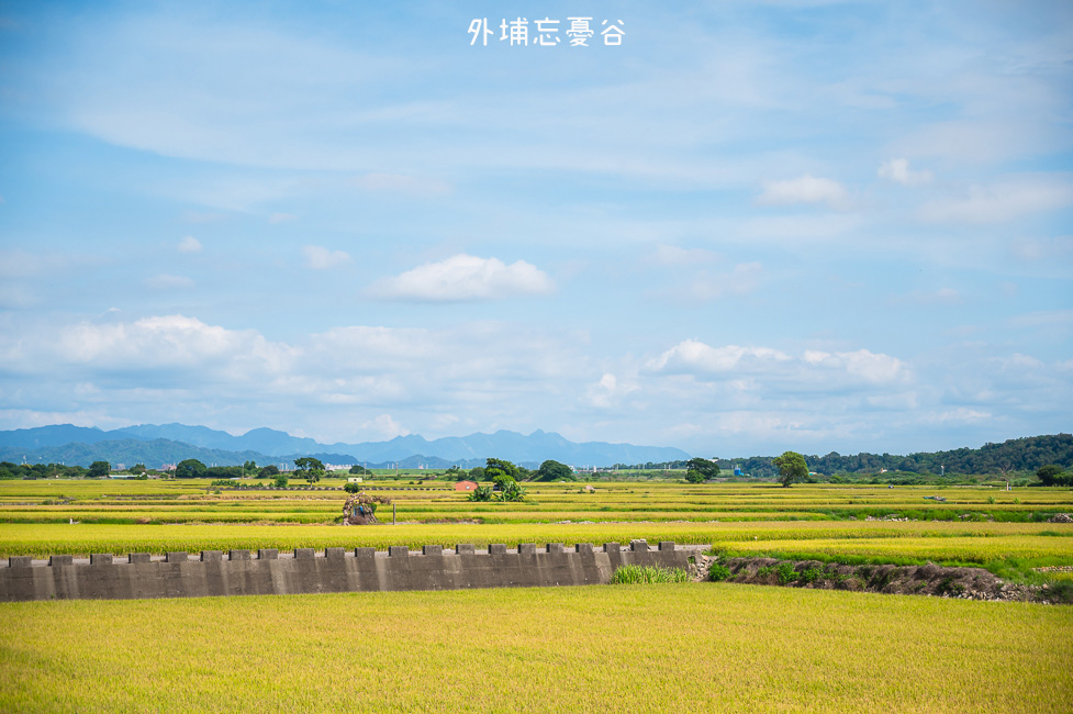 ｜台中景點｜外埔忘憂谷，騎著自行車沿途欣賞隱藏在山谷裡的稻田景色，停下腳步把金黃色畫布盡收眼底