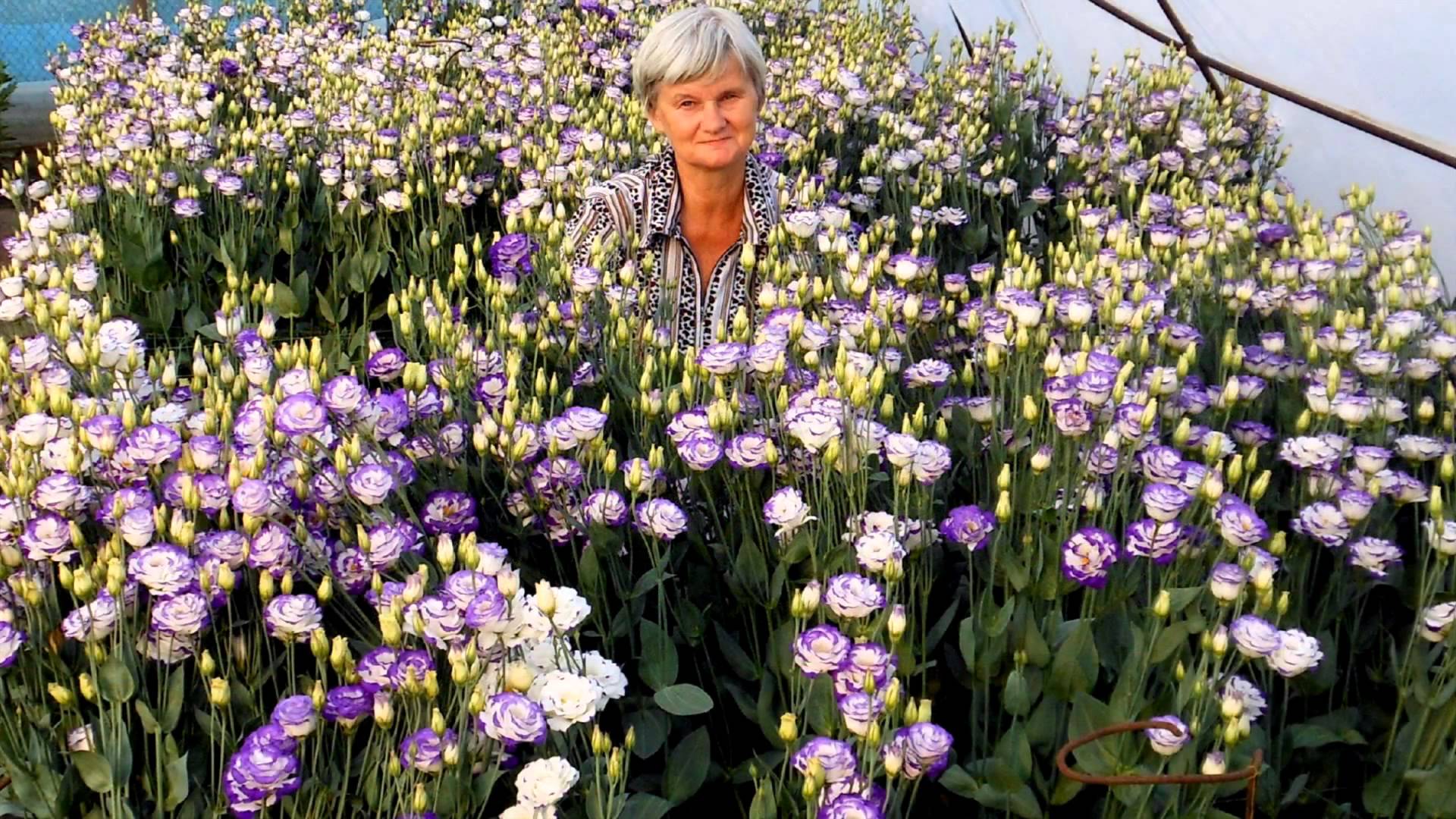 Эустома Фото В Саду фото 3