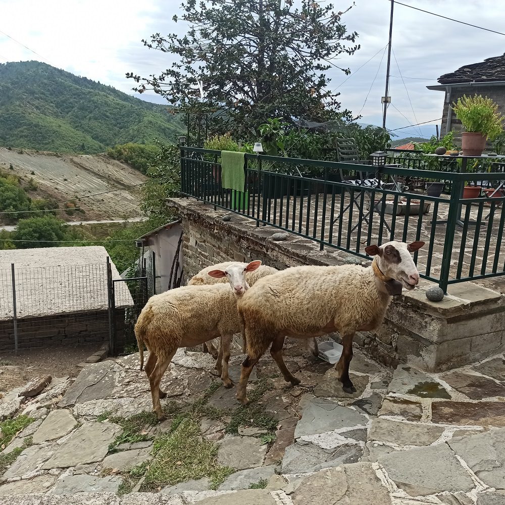 ΡINDOS HISTORIC RALLY DAY2 011