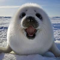 Lepeng has 4 jobs listed on their profile. Lepeng Bill Github