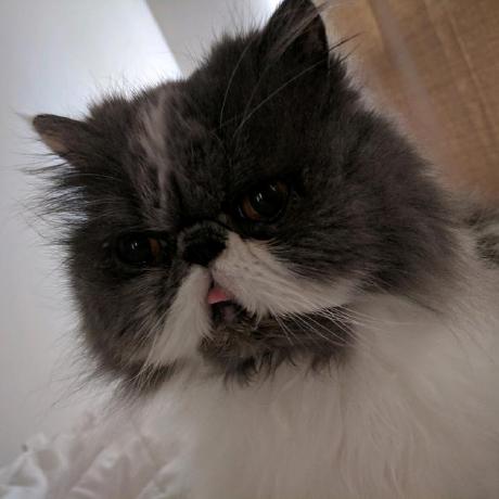 Gambar kucing persia flatnose longhair. Ianleeclark Ian Lee Clark Github