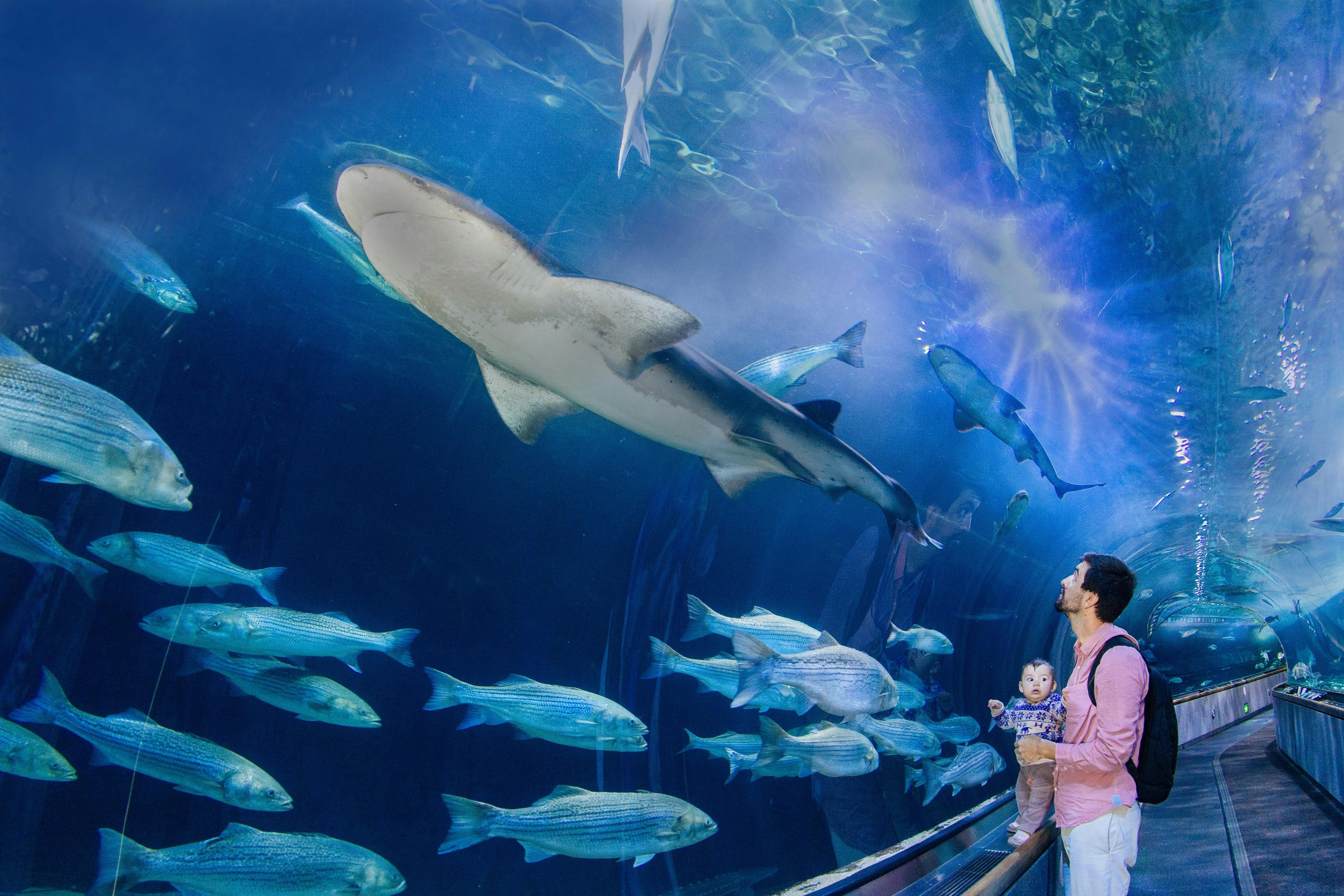A father holding a child looks at various fish, including a large shark, swimming in an aquarium tunnel.