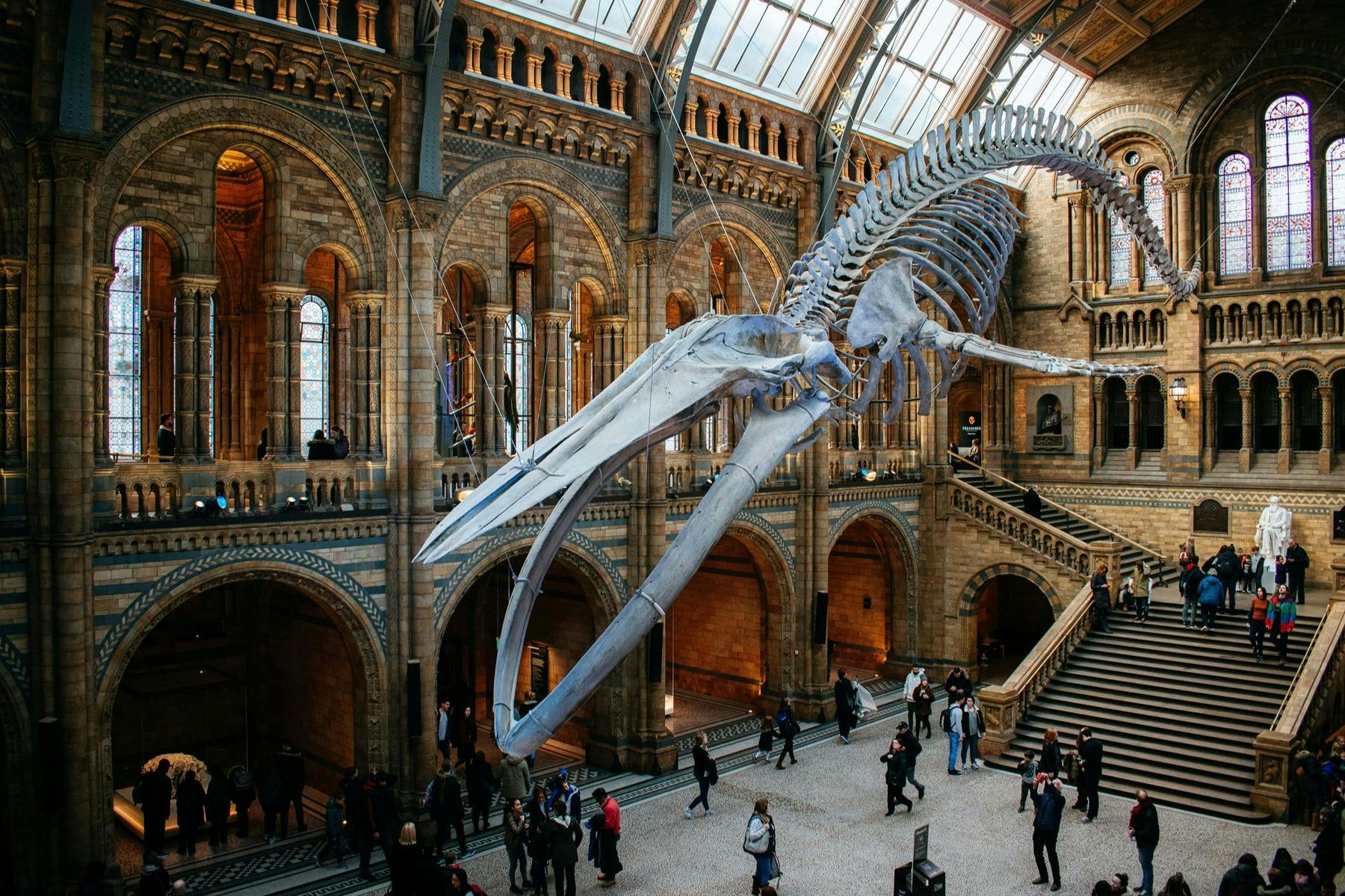 Natural History Museum London: Reserved Entry + Guided Tour + Audio Guide