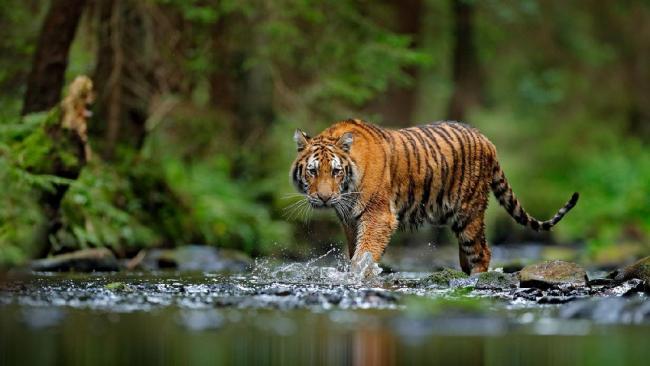 Terjemahan dari «harimau» dalam bahasa arab: Harimau Dan Singa Berantem Hewan Ini Yang Bakal Menang