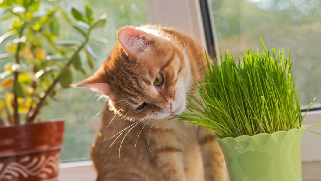 Guru Besar FKUI Beberkan Bahaya Makan ‘Tumis Kucing’, Tak Bisa Jadi Obat Diabetes