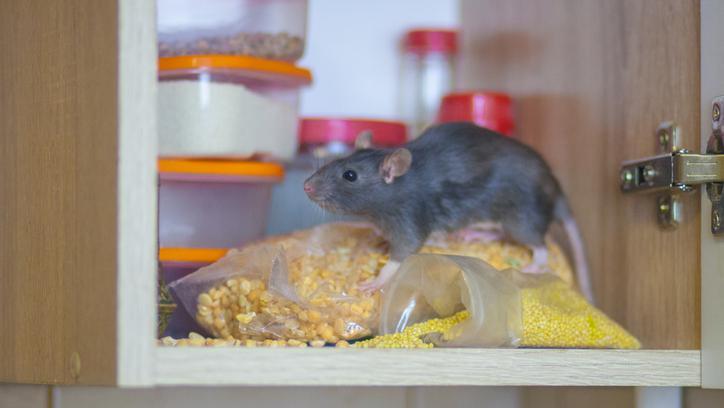 5 Makanan Penyebab Tikus Sering Masuk Dapur, Hati-Hati Menyimpannya