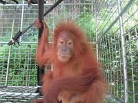 10 Hewan Langka yang Hanya ada di Indonesia