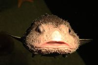 Fakta Ikan Blobfish, Ikan Jelek yang Rasa Dagingnya Tawar