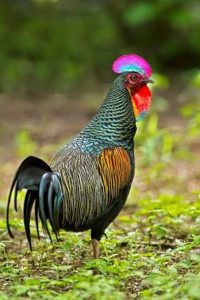 Jenis Ayam Hias yang Paling Banyak diminati di Indonesia | Ayamkalkun.com