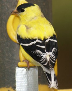 For more information or to . Fayetteville, North Carolina, bird pictures - Backyard