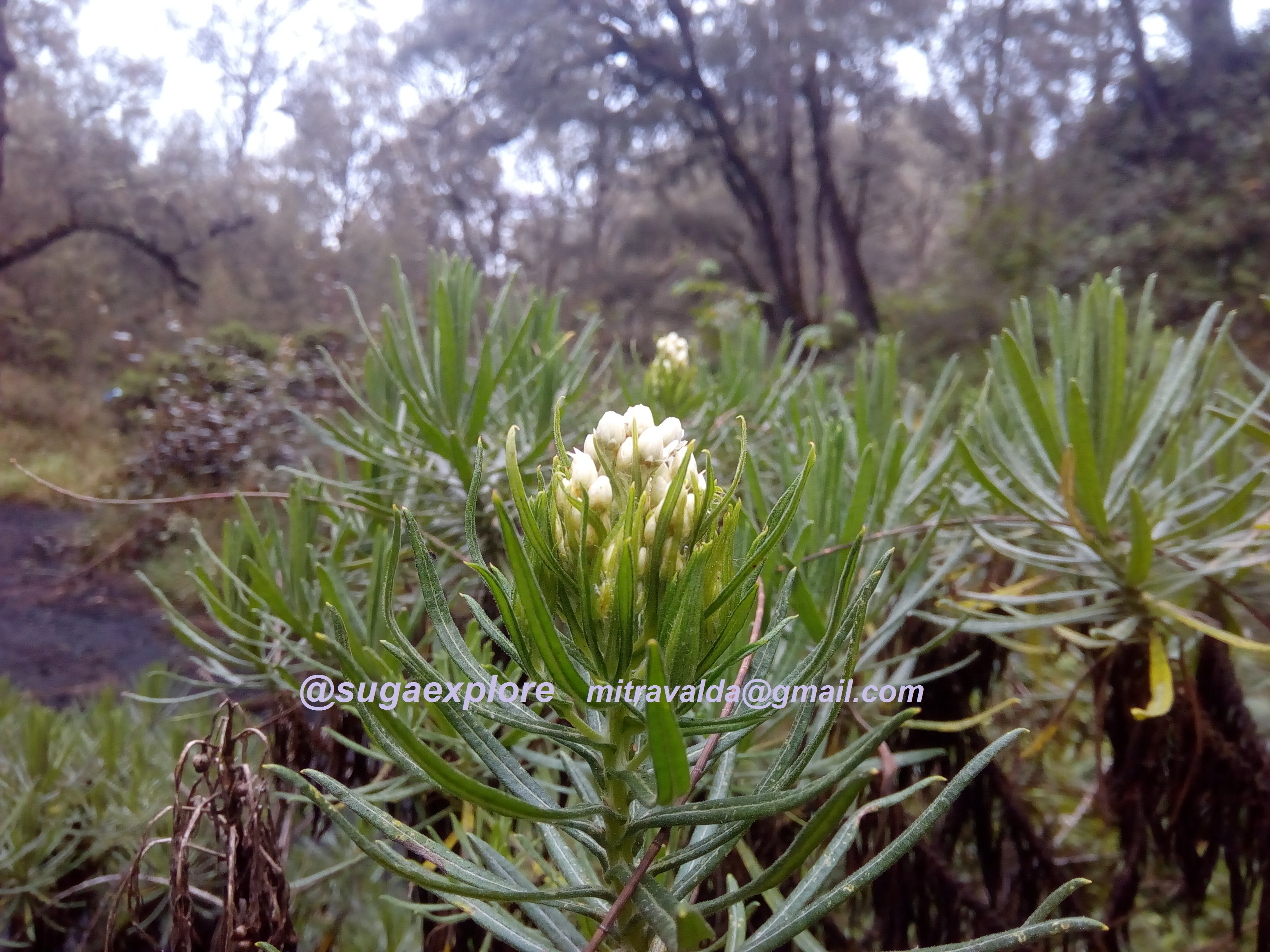 bunga edelweis yang baru mekar