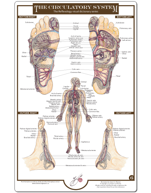 Reflexology Foot Charts Collection Balancing Touch Reflexology