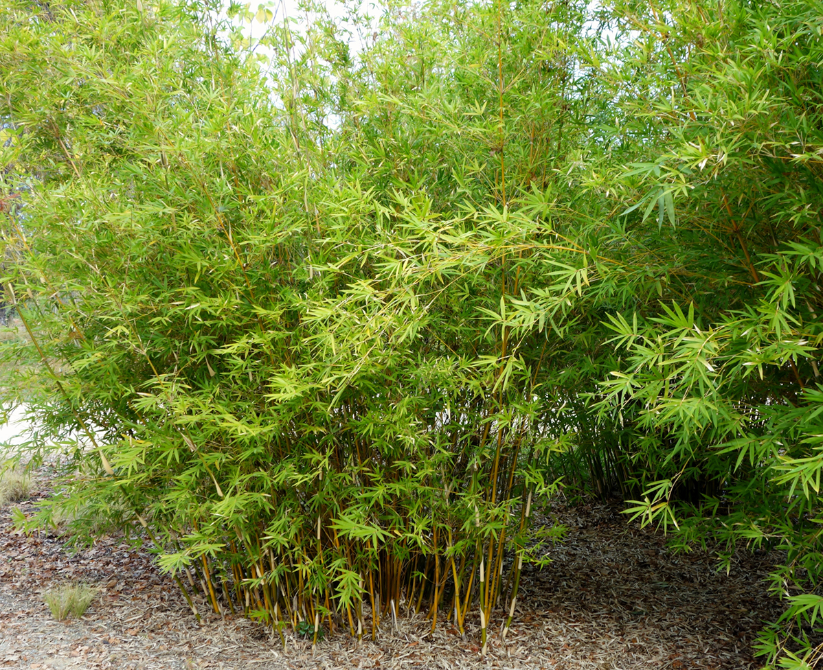 Bambusa multiplex 'Alphonse Karr' BMPA Bamboo Sourcery Nursery