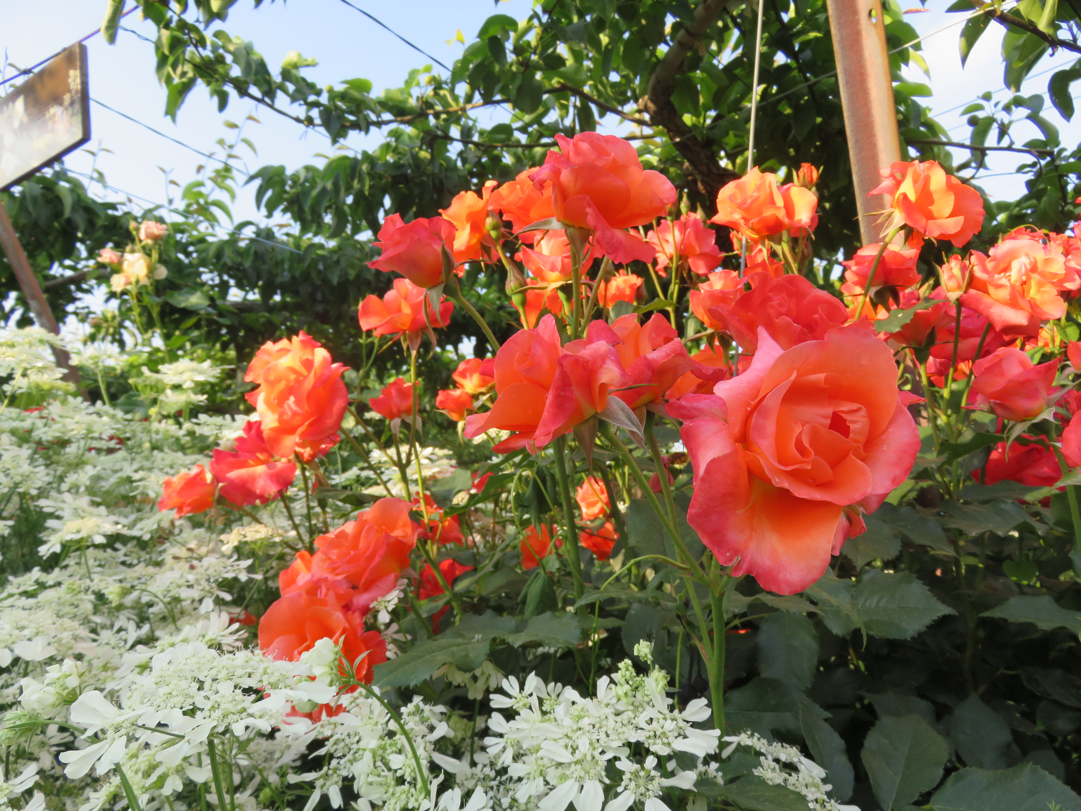 6 10 バラのベストショットに挑戦 佐藤梨園のローズガーデン Rose Garden Of The Sato Pear Orchard