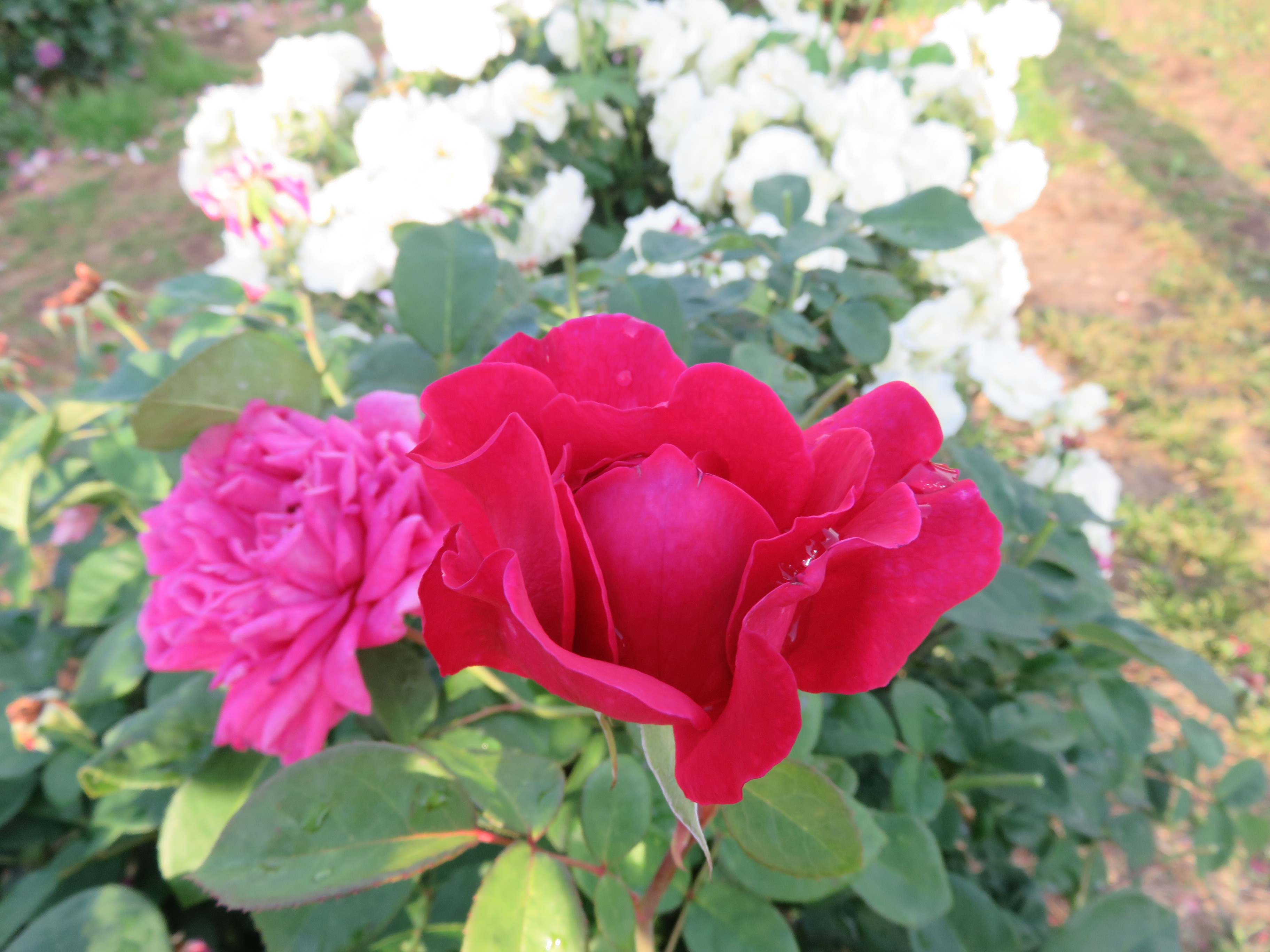 6 10 バラのベストショットに挑戦 佐藤梨園のローズガーデン Rose Garden Of The Sato Pear Orchard
