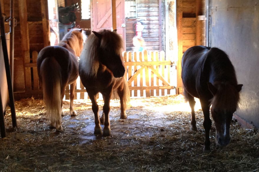 Montar a caballo, visita a una bodega familiar en penedés, cata de vinos y almuerzo tradicional. Caballos Ponis O Burros Para Ninos En Barcelona