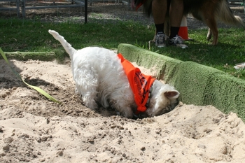 toys for dogs that like to dig