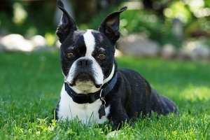 boston terrier digging