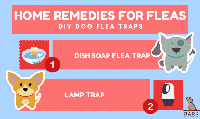 Buzzfeed's little video will take you through six really easy spooky decoration hacks that you can do in a pinch. The Ultimate Guide To The 51 Best Home Remedies For Fleas