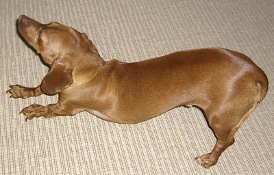 Warning Signs Of Back Problem In Dachshunds Bark How