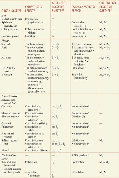 The central nervous system __________. Neurotransmission The Autonomic And Somatic Motor Nervous Systems Basicmedical Key