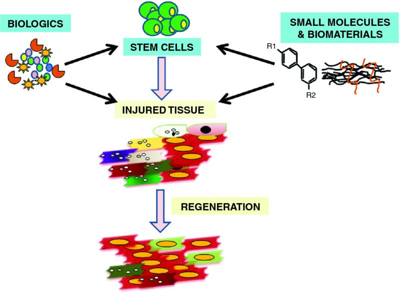 Chemicals and Stem Cells in the Promotion of Regeneration ...