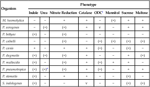Pasteurella and Similar Organisms | Basicmedical Key