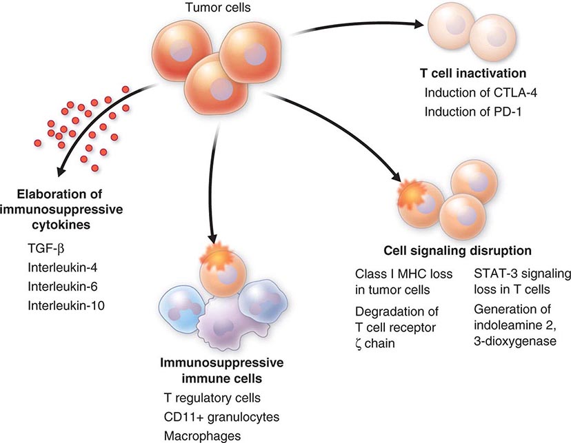 Cancer Cell Biology Basicmedical Key