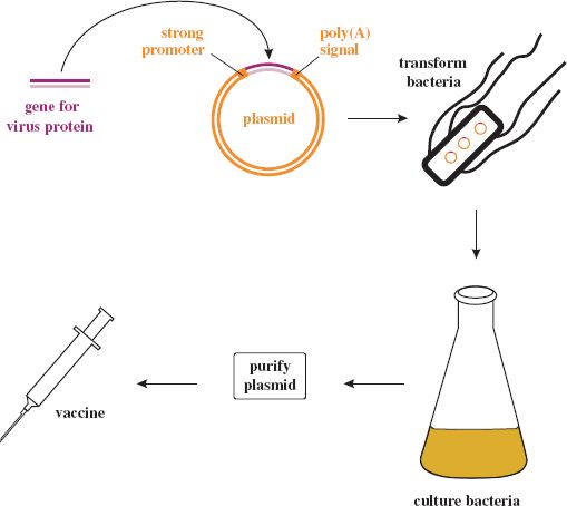 Virus Vaccines | Basicmedical Key