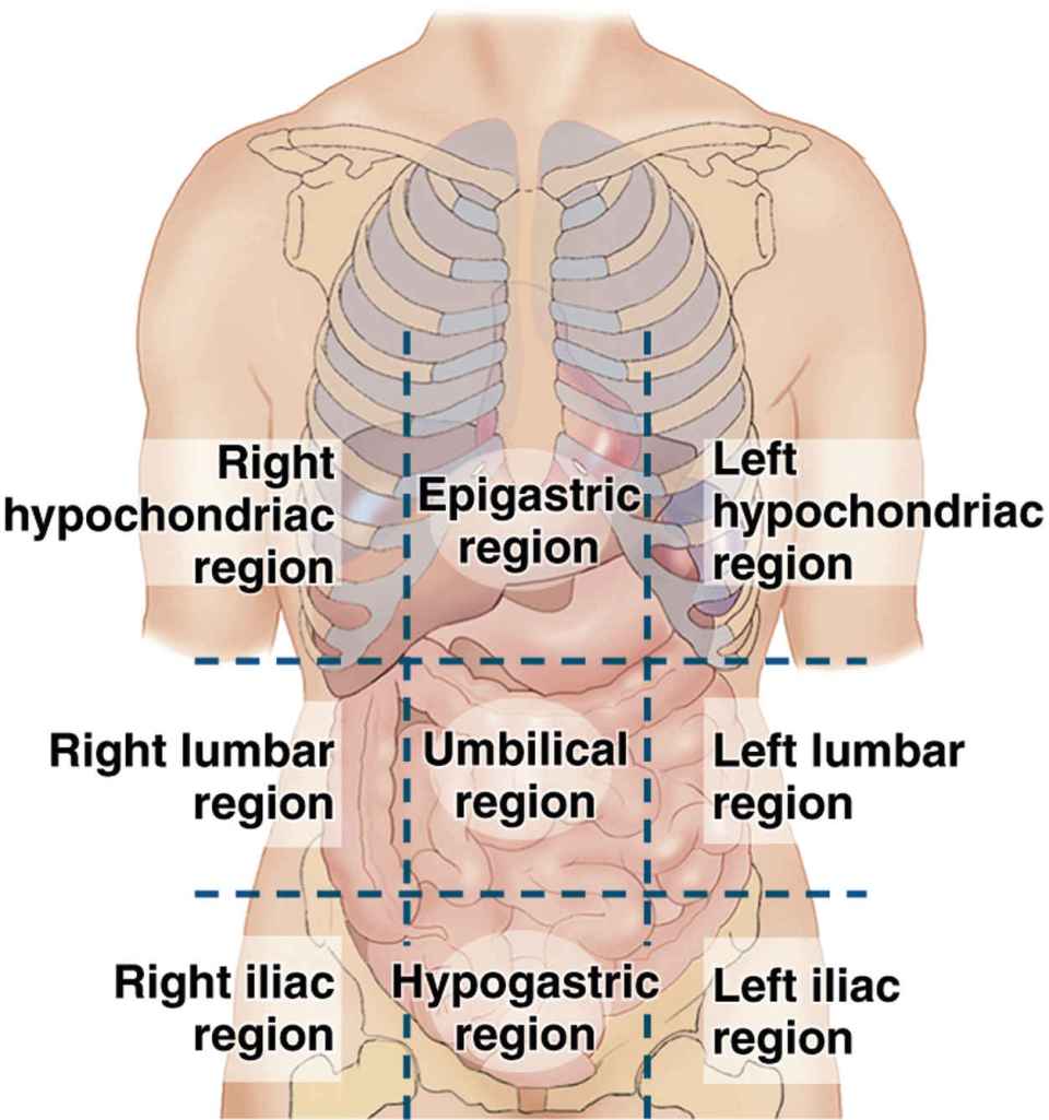Anatomy and Physiology Basicmedical Key